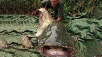 凶煞鱼怪 在线观看,惊悚深海之谜在线解析 第3张 凶煞鱼怪 在线观看,惊悚深海之谜在线解析 第3张